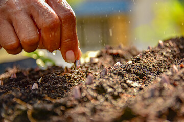 In selective focus of hand seeding plantation in farm