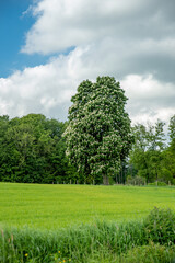 Chestnut tree in beautiful