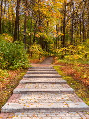 Empty green ecological path in autumn, bottom-up view. Fallen red leaves on the trail.