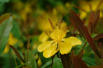 黄金色のビヨウヤナギの花が咲く