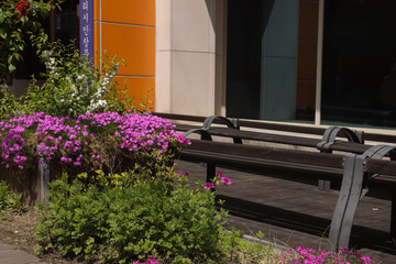 flowers on the bench