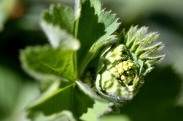 Nahaufnahme von gelben Frauenmantel-Knospen