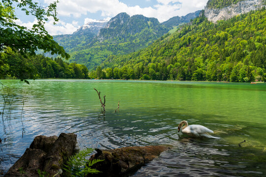 Wanderweg am Reintalersee bei Kramsach mit Schwan