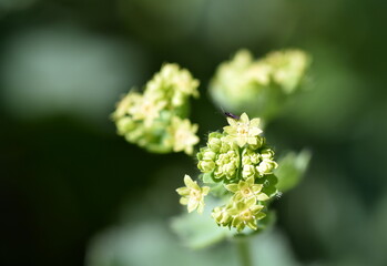 Nahaufnahme von gelben Frauenmantel-Knospen