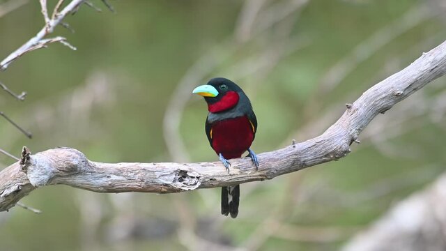 Black-and-red Broadbill, Cymbirhynchus macrorhynchos, Kaeng Krachan, Thailand; perched alone on a bare branch facing to the left during the afternoon.