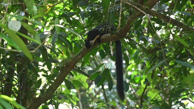 Black Giant Squirrel, Ratufa bicolor, Kaeng Krachan National Park, Thailand; tail down as it sits and looks for something to eat on a big branch then moves away to the left of the frame.