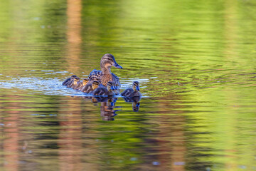 Female Mallard with fluffy ducklings in the water