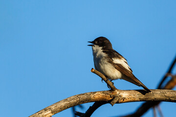 Singing European pied flycatcher in spring