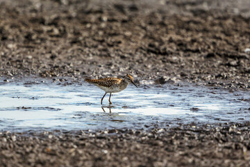 Wood sandpiper in the mud at a lakeshore