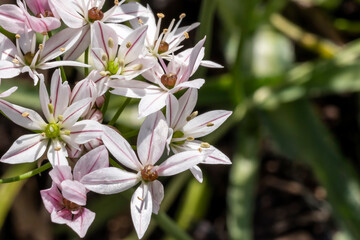 Allium 'Cameleon' an early summer flowering bulbous plant with a pink white summertime flower...
