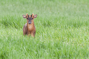 Muntjac deer close up looking at camera