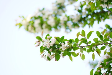 South Korea, Seoul, crab apple Blossoms, 한국, 서울, 꽃사과