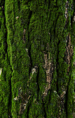 木につく苔
