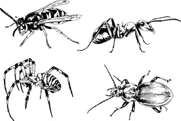 vector drawings sketches different insects bugs Scorpions spiders drawn in ink by hand , objects with no background