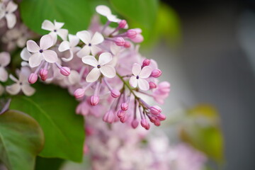 Fototapeta premium South Korea, Seoul, Lilac Blossoms, 한국, 서울, 라일락