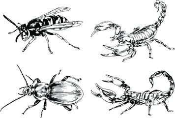 vector drawings sketches different insects bugs Scorpions spiders drawn in ink by hand , objects with no background