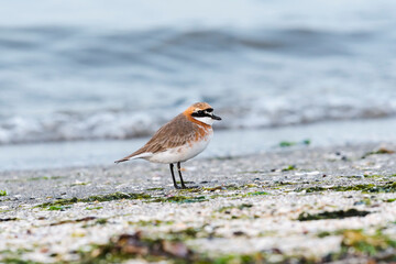 メダイチドリ夏羽(Lesser Sand Plover)