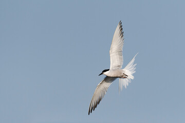 Fototapeta na wymiar アジサシ飛翔(Common Tern)