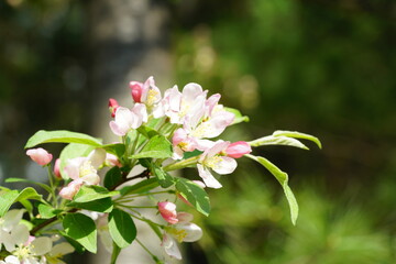 South Korea, Seoul, crab apple Blossoms, 한국, 서울, 꽃사과