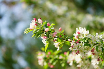 South Korea, Seoul, crab apple Blossoms, 한국, 서울, 꽃사과