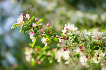 South Korea, Seoul, crab apple Blossoms, 한국, 서울, 꽃사과