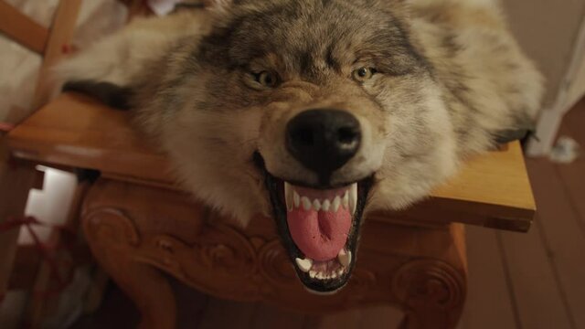 A stuffed formidable wolf on a wooden table with a bared mouth and fangs. Close-up