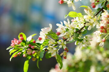 South Korea, Seoul, crab apple Blossoms, 한국, 서울, 꽃사과