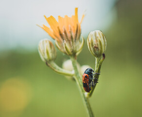 ant bag beetle sitting on a flower stalk