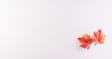 Happy Canada Day; sign and symbol concept made from red silk maple leaves on white background.