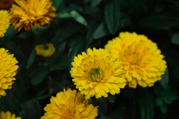 Calendula officinalis, medicinal plant native to the Mediterranean with its yellow flower