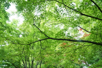 Fototapeta na wymiar 新緑が綺麗な季節になりました