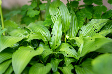 Hosta plant leaves eaten by snails, pest holes