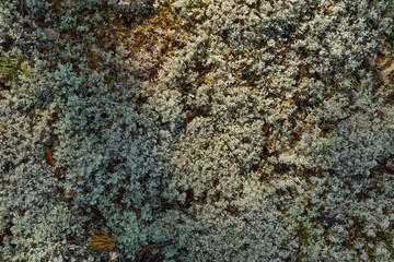 texture of gray moss close up