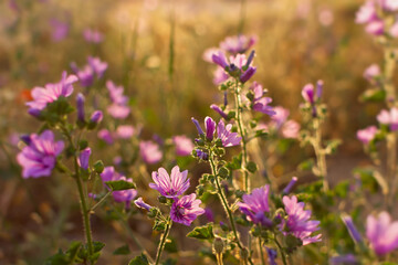 Obraz premium Summer wildflowers background. Wild pink hollyhocks in the golden rays of the sun. Beautiful atmospheric landscape with wild medicinal flowers. The concept of summer, warmth, sunset. Bright light