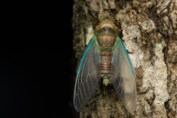Nature wildlife macro image of Cicada Mouting on tree