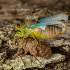 Nature wildlife macro image of Cicada Mouting on tree