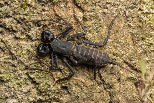 Nature wildlife macro image of Whip scorpion on ground
