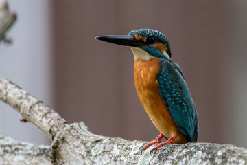 Common Kingfisher (Alcedo atthis) Eurasian Kingfisher Bird sitting on branch