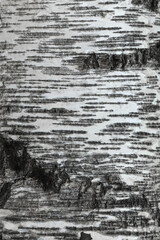 white birch bark texture closeup