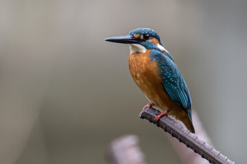 Common Kingfisher (Alcedo atthis) Eurasian Kingfisher Bird sitting on branch