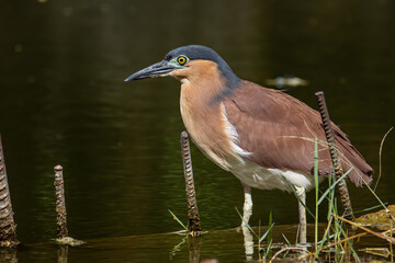 Portrait Nature wildlife image of little heron standing beside lake