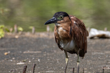 Portrait Nature wildlife image of little heron standing beside lake