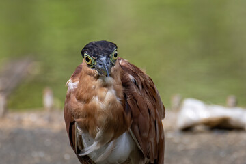 Portrait Nature wildlife image of little heron standing beside lake