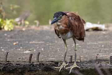 Obraz premium Portrait Nature wildlife image of little heron standing beside lake