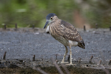 Portrait Nature wildlife image of little heron standing beside lake