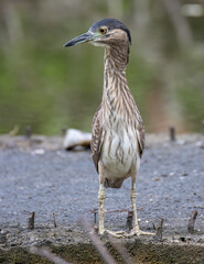 Obraz premium Portrait Nature wildlife image of little heron standing beside lake