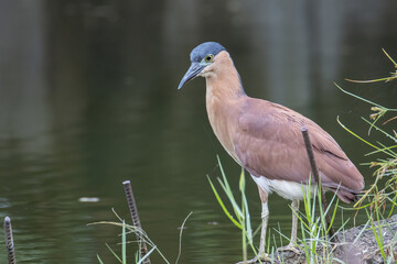 Portrait Nature wildlife image of little heron standing beside lake