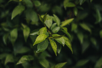 Dark leaves background