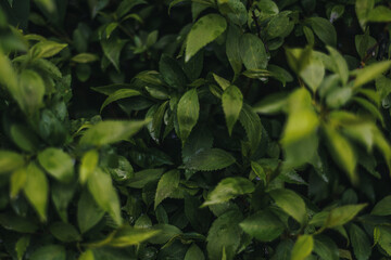 Dark leaves background