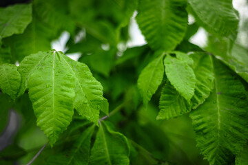 Light green leaves background